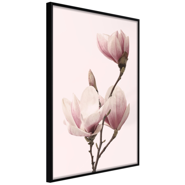 Poster Seasonal Flowers - light pink magnolias on a pastel background 117166 additionalImage 9