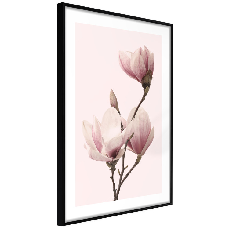 Poster Seasonal Flowers - light pink magnolias on a pastel background 117166 additionalImage 14