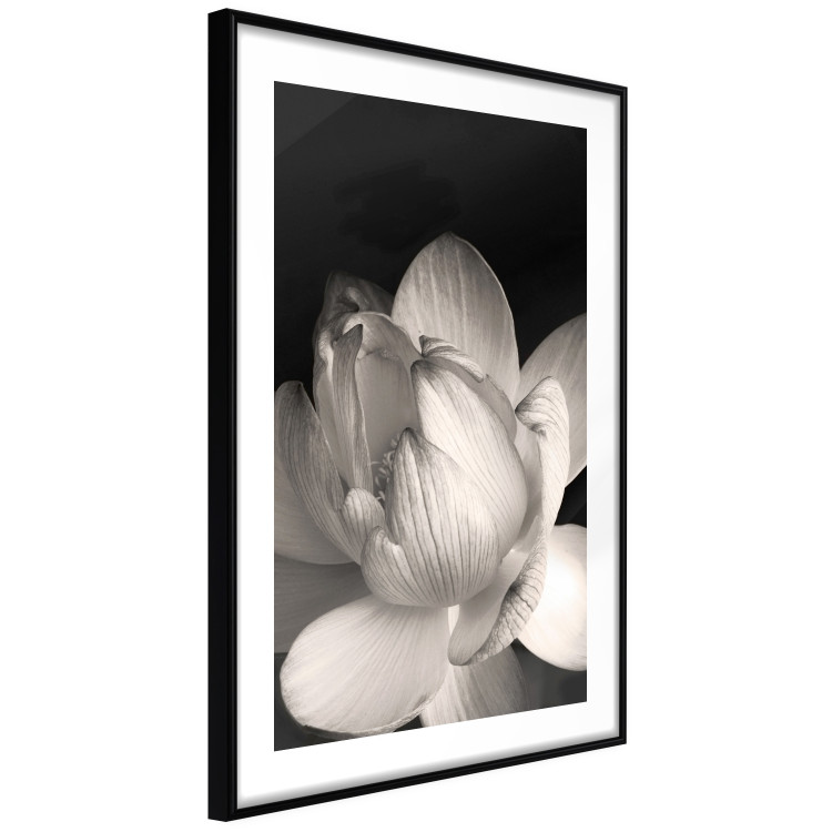 Wall Poster White Subtlety - composition with a light flower on a deep black background 117766 additionalImage 3