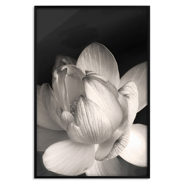 Wall Poster White Subtlety - composition with a light flower on a deep black background 117766 additionalImage 18