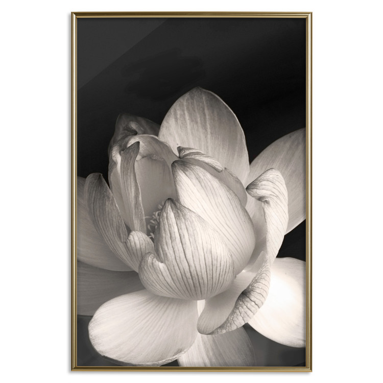 Wall Poster White Subtlety - composition with a light flower on a deep black background 117766 additionalImage 16