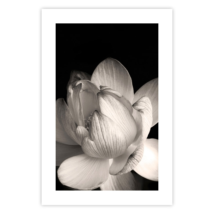 Wall Poster White Subtlety - composition with a light flower on a deep black background 117766 additionalImage 19