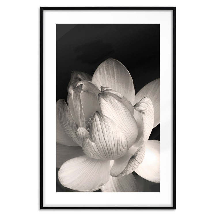 Wall Poster White Subtlety - composition with a light flower on a deep black background 117766 additionalImage 15