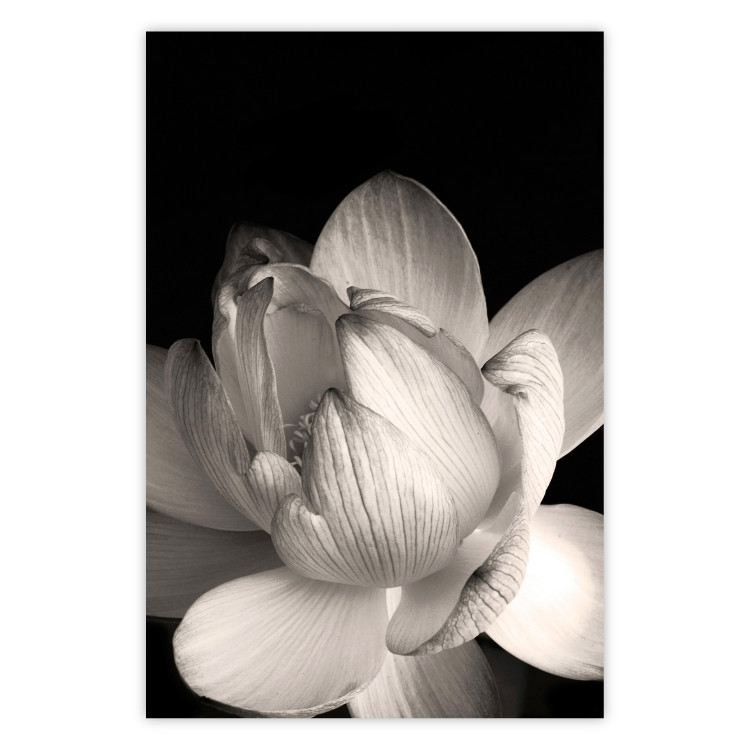 Wall Poster White Subtlety - composition with a light flower on a deep black background 117766
