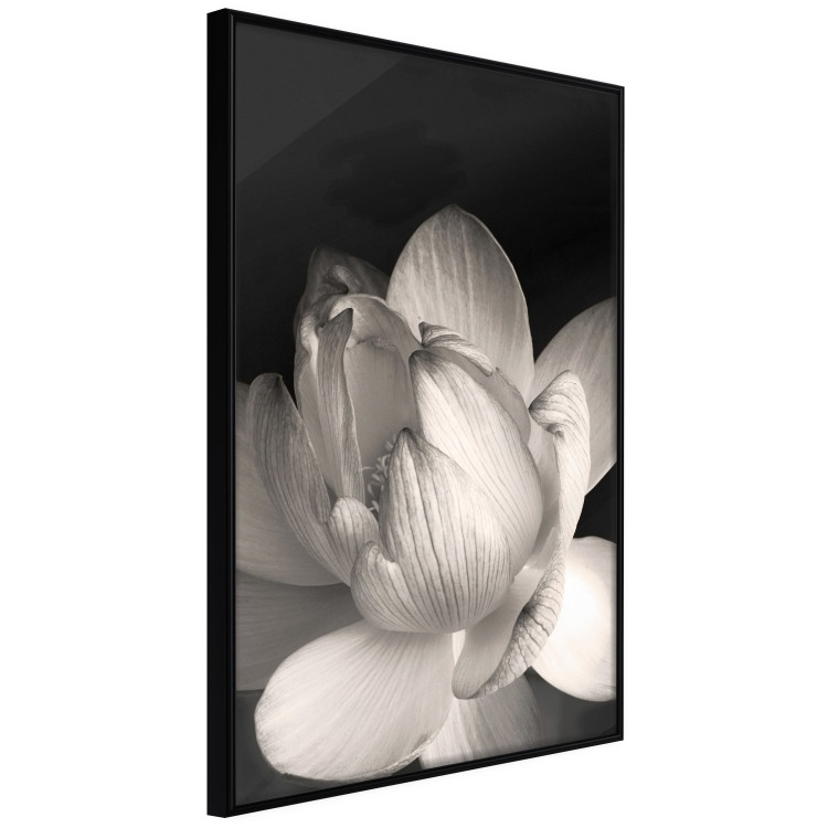 Wall Poster White Subtlety - composition with a light flower on a deep black background 117766 additionalImage 4