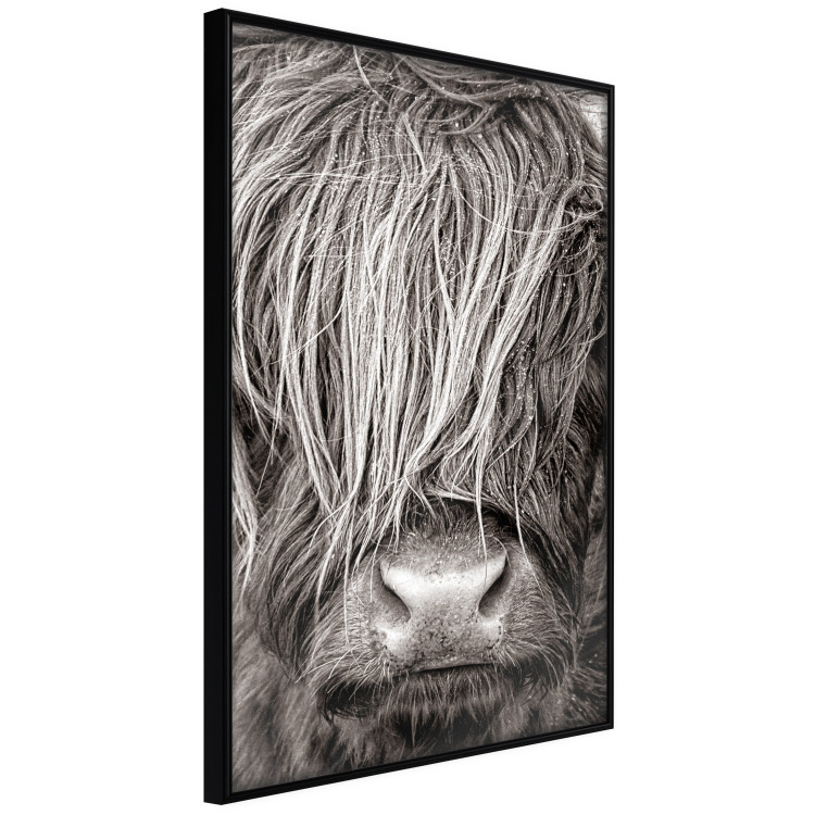 Wall Poster Face to Face with Nature - black and white portrait of an animal with hair 130266 additionalImage 11