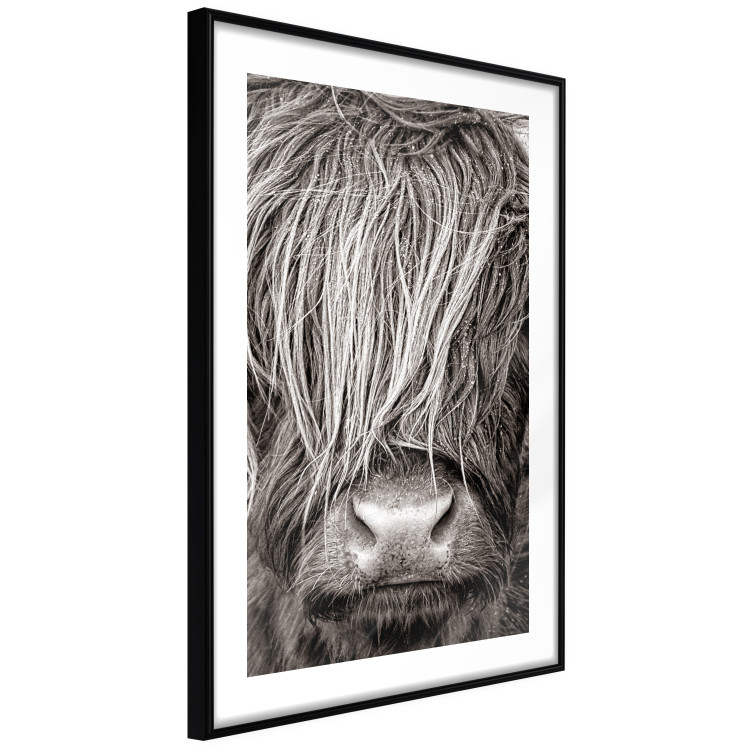 Wall Poster Face to Face with Nature - black and white portrait of an animal with hair 130266 additionalImage 8