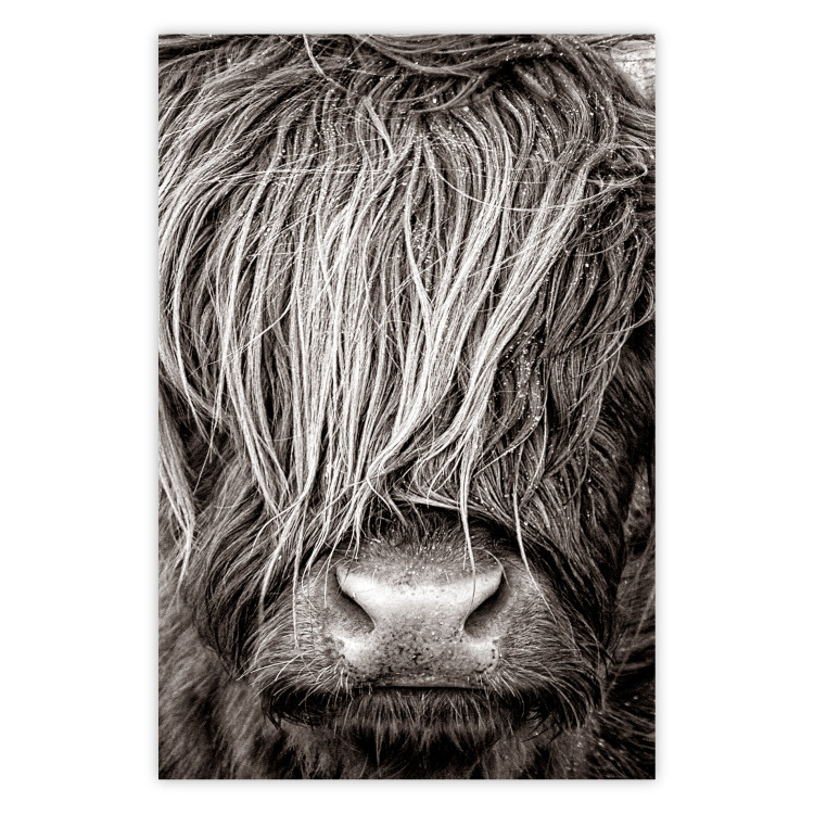 Wall Poster Face to Face with Nature - black and white portrait of an animal with hair 130266