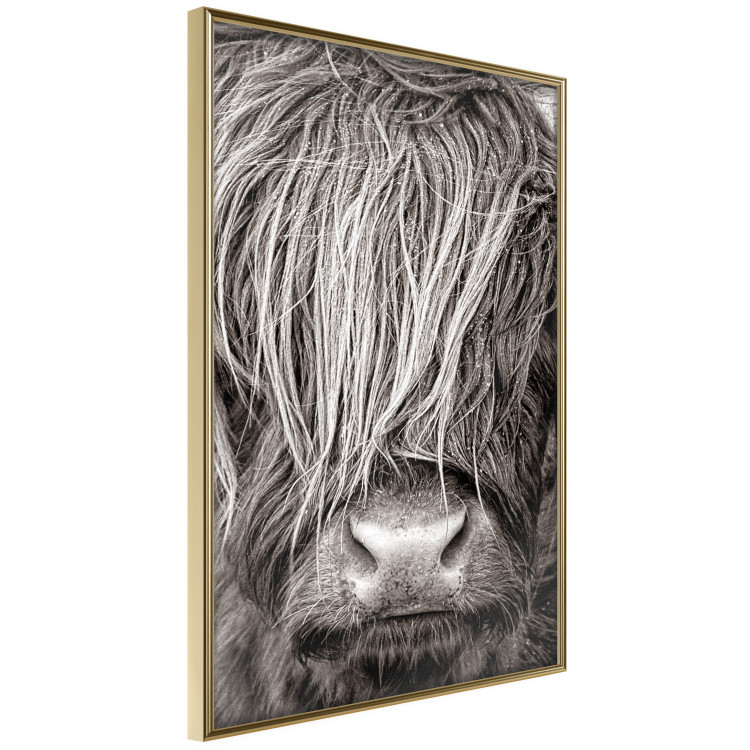 Wall Poster Face to Face with Nature - black and white portrait of an animal with hair 130266 additionalImage 12