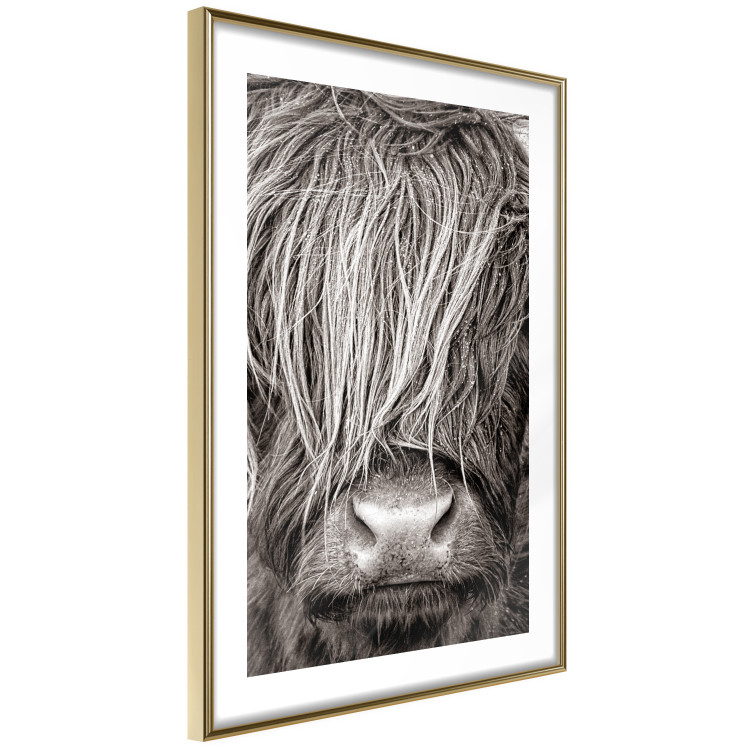 Wall Poster Face to Face with Nature - black and white portrait of an animal with hair 130266 additionalImage 9