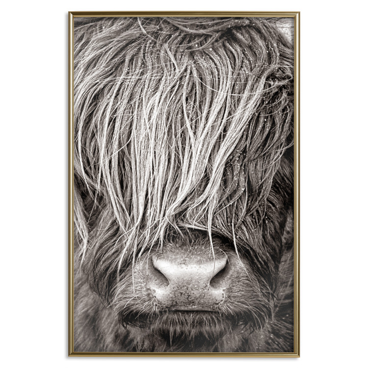 Wall Poster Face to Face with Nature - black and white portrait of an animal with hair 130266 additionalImage 21