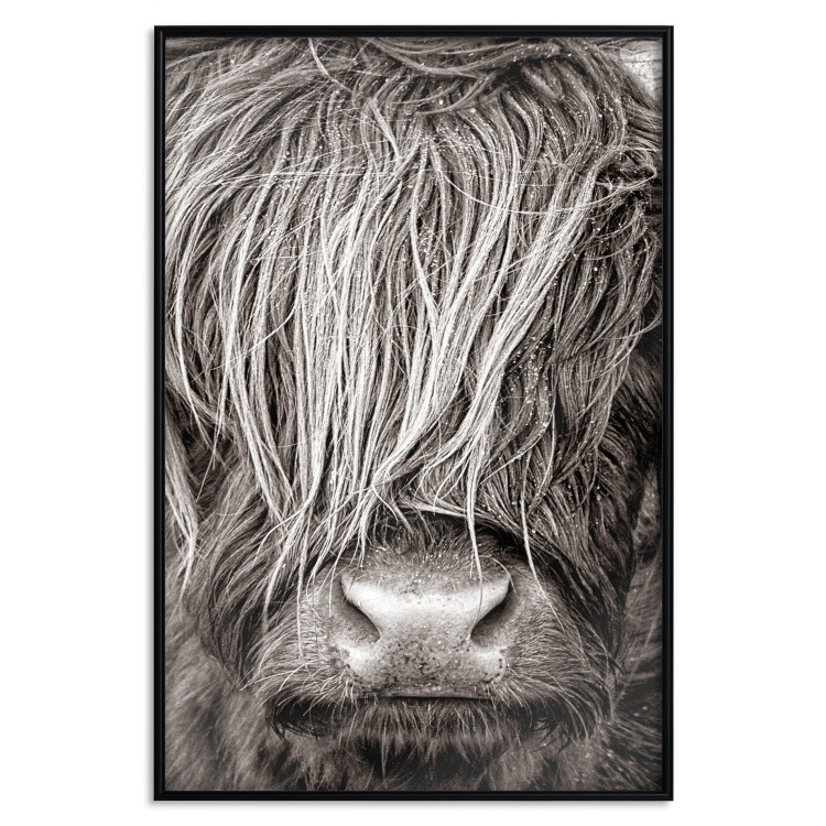 Wall Poster Face to Face with Nature - black and white portrait of an animal with hair 130266 additionalImage 18