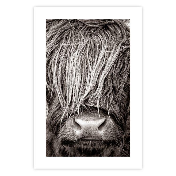 Wall Poster Face to Face with Nature - black and white portrait of an animal with hair 130266 additionalImage 25