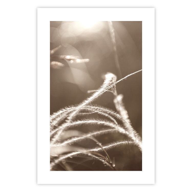 Poster Fluffy Grass - a natural landscape of grass on a meadow in sepia tones 130766 additionalImage 19