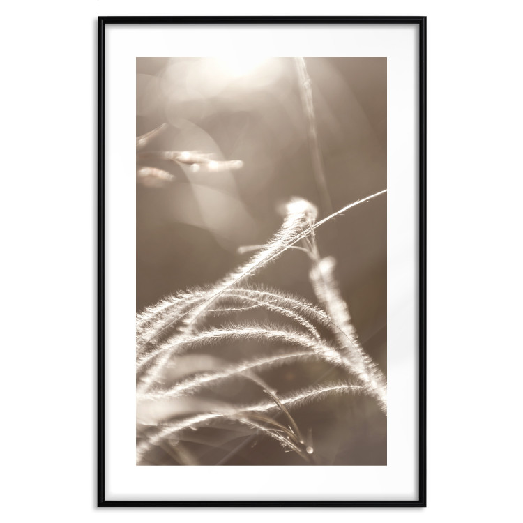 Poster Fluffy Grass - a natural landscape of grass on a meadow in sepia tones 130766 additionalImage 15
