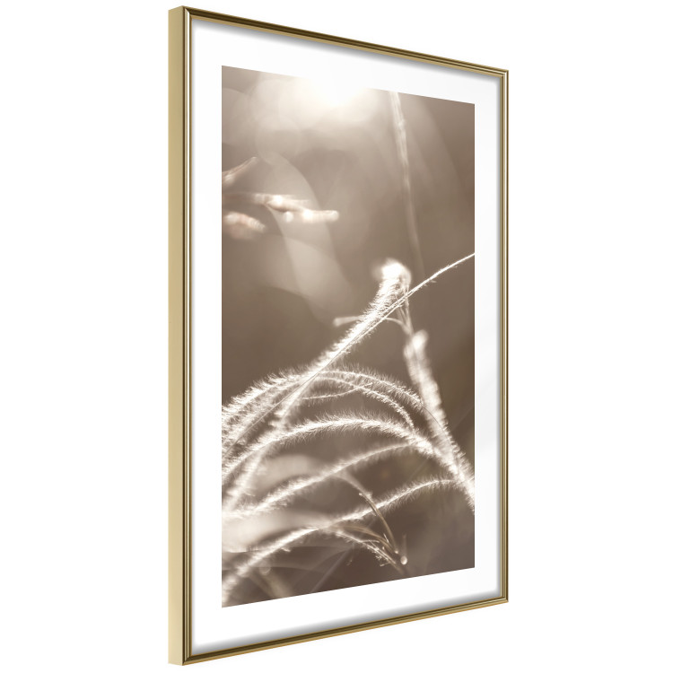 Poster Fluffy Grass - a natural landscape of grass on a meadow in sepia tones 130766 additionalImage 9