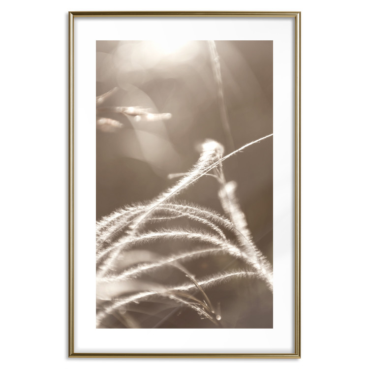 Poster Fluffy Grass - a natural landscape of grass on a meadow in sepia tones 130766 additionalImage 14