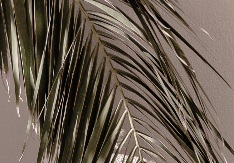 Poster Terrace with a View - natural composition of palm tree against a light wall 134766 additionalImage 9