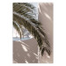 Poster Terrace with a View - natural composition of palm tree against a light wall 134766