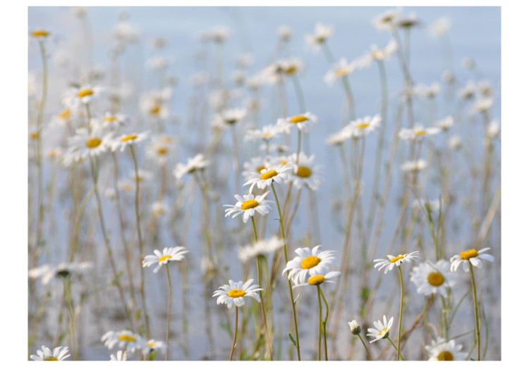 Photo Wallpaper Daisies - Meadow Landscape with a Close-up of Flowers and a Blue Sky 60466 additionalImage 1