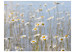 Photo Wallpaper Daisies - Meadow Landscape with a Close-up of Flowers and a Blue Sky 60466 additionalThumb 1