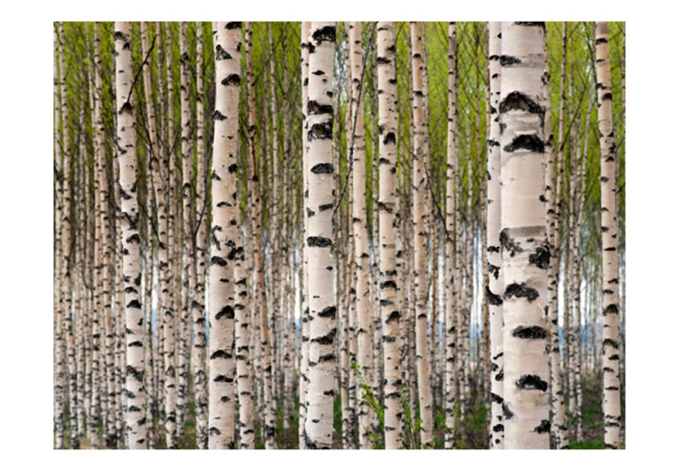 Wall Mural Birch Grove - Forest Landscape with Numerous Tree Trunks in the Center 60566 additionalImage 1