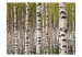 Wall Mural Birch Grove - Forest Landscape with Numerous Tree Trunks in the Center 60566 additionalThumb 1