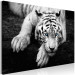 Canvas Menacing Look (1-part) wide - second variant - animals 128776 additionalThumb 2