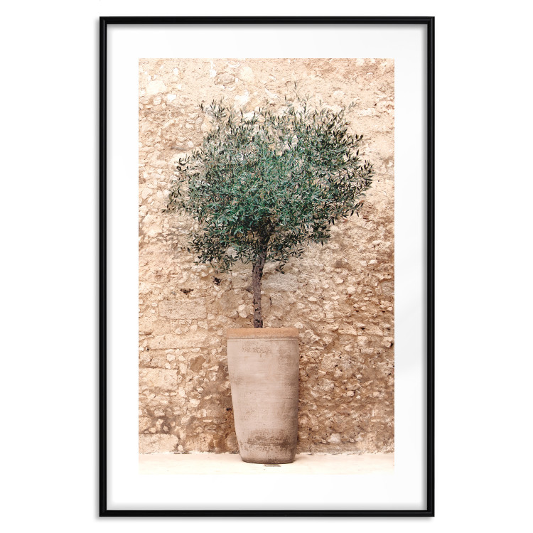 Poster Tuscan Green - summer composition with green plant in a pot 129476 additionalImage 15
