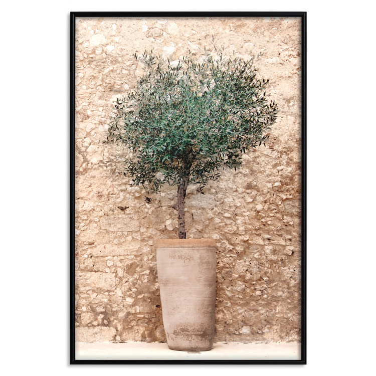 Poster Tuscan Green - summer composition with green plant in a pot 129476 additionalImage 16
