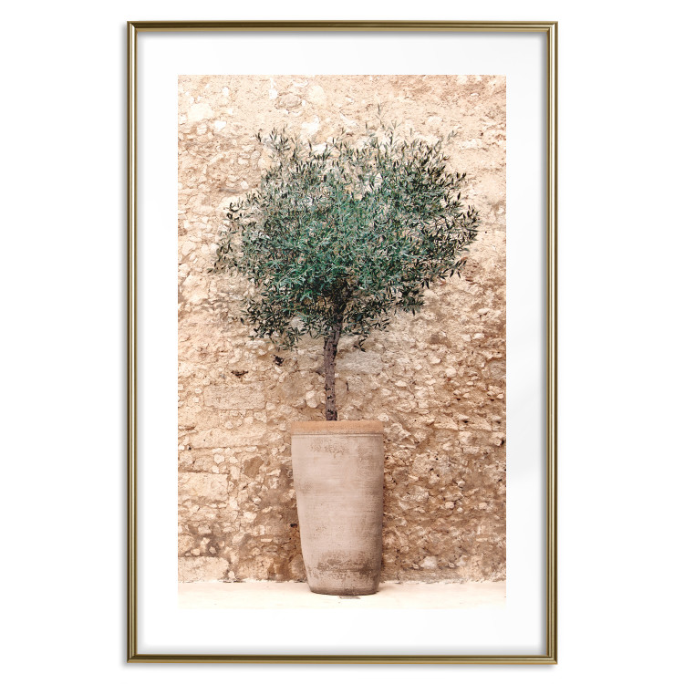 Poster Tuscan Green - summer composition with green plant in a pot 129476 additionalImage 14