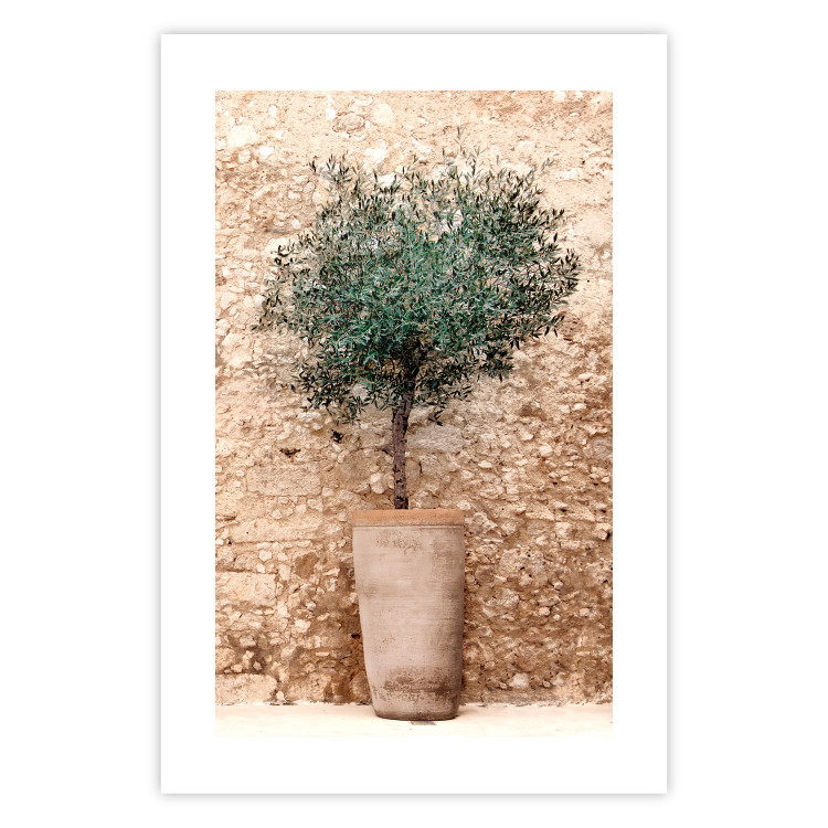 Poster Tuscan Green - summer composition with green plant in a pot 129476 additionalImage 19