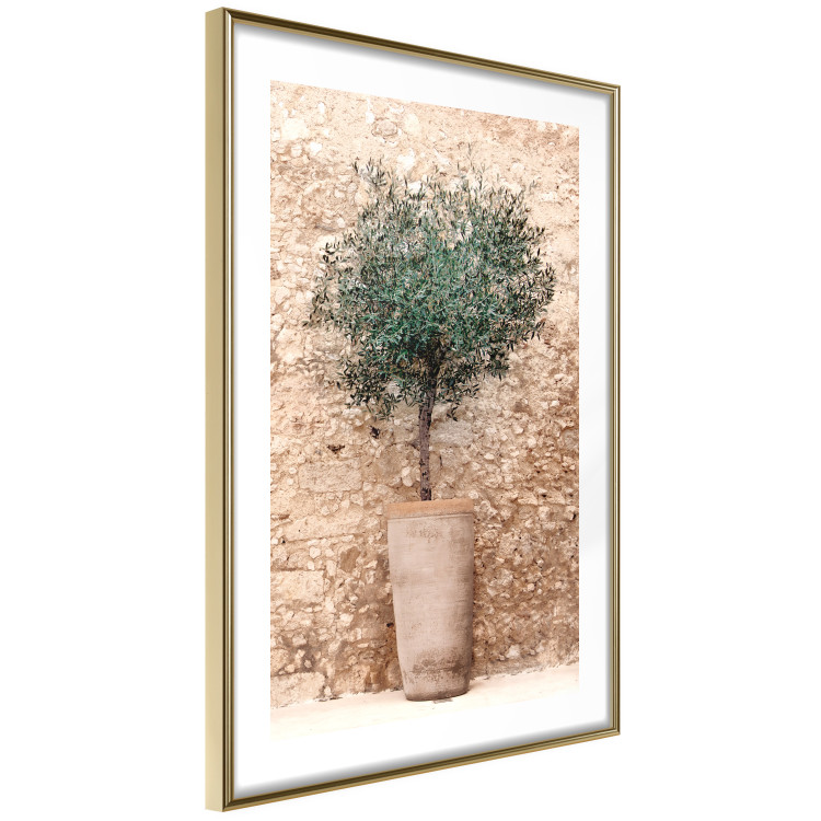 Poster Tuscan Green - summer composition with green plant in a pot 129476 additionalImage 5