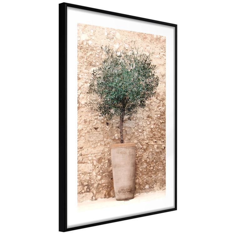 Poster Tuscan Green - summer composition with green plant in a pot 129476 additionalImage 3
