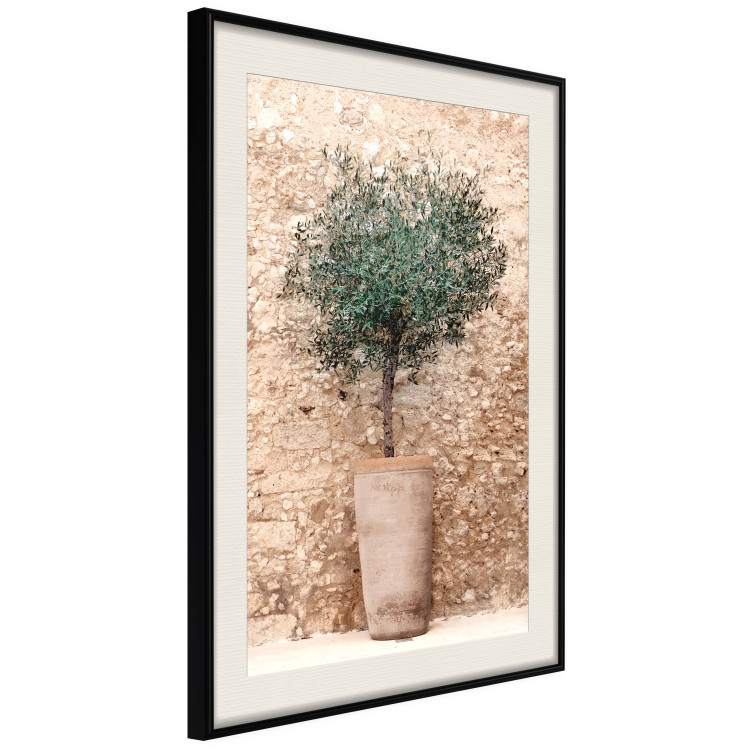 Poster Tuscan Green - summer composition with green plant in a pot 129476 additionalImage 13