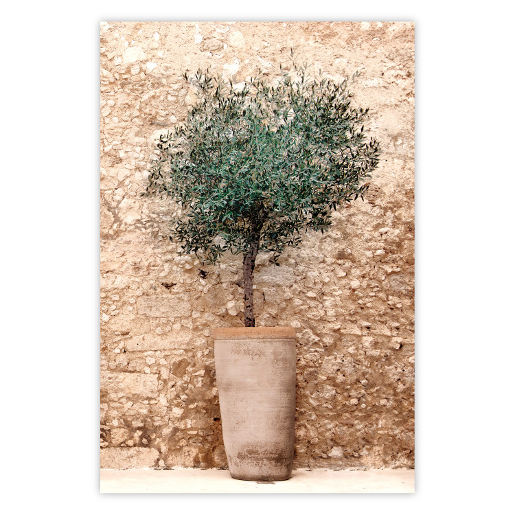 Poster Tuscan Green - summer composition with green plant in a pot 129476