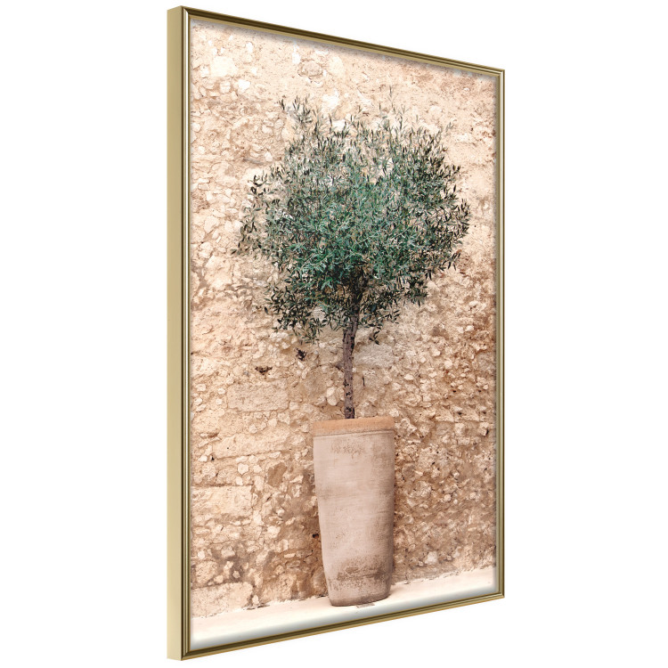 Poster Tuscan Green - summer composition with green plant in a pot 129476 additionalImage 5