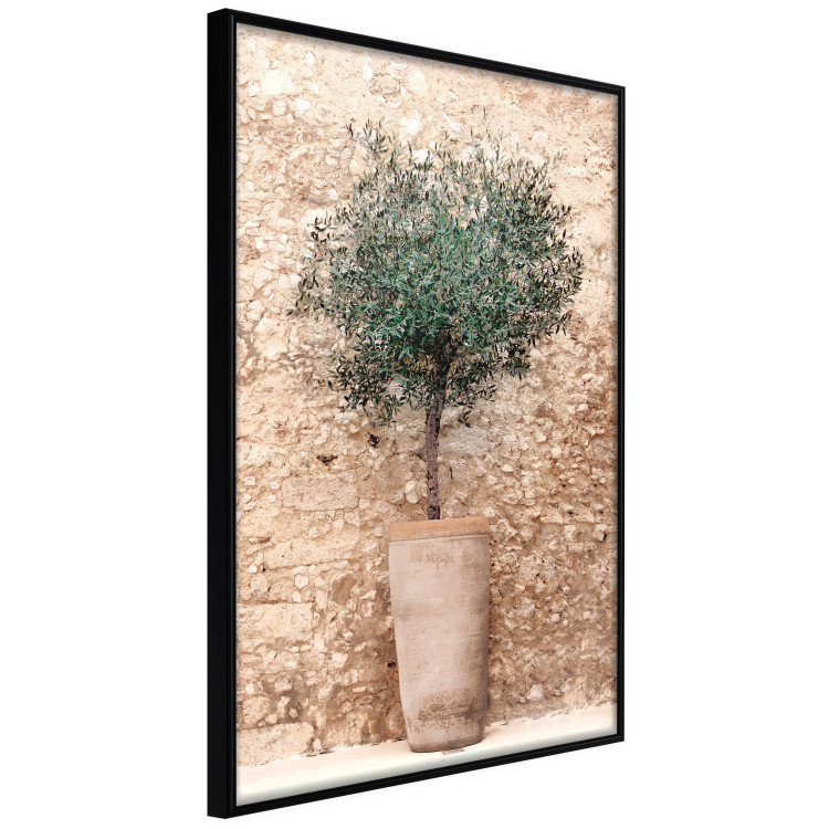 Poster Tuscan Green - summer composition with green plant in a pot 129476 additionalImage 2