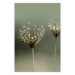 Wall Poster Longing for Summer Past - summer plant against a blurred green background 130276