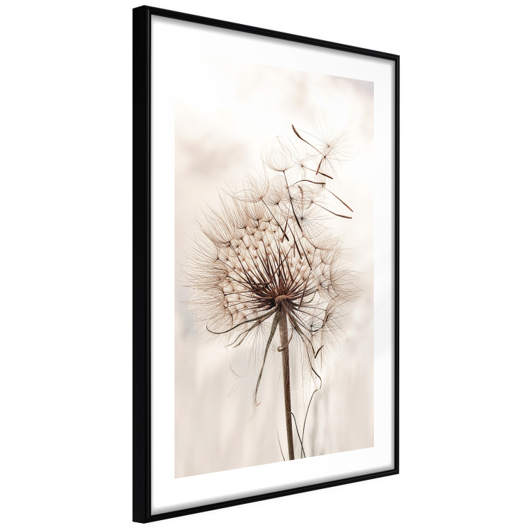 Wall Poster Magnetic Breeze - dandelion flower in the wind in sepia colors 131776 additionalImage 8