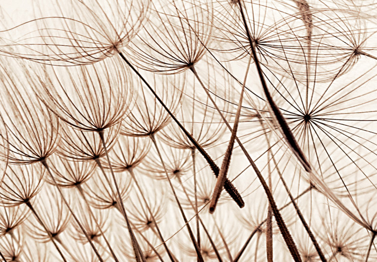 Wall Poster Magnetic Breeze - dandelion flower in the wind in sepia colors 131776 additionalImage 12