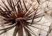 Wall Poster Magnetic Breeze - dandelion flower in the wind in sepia colors 131776 additionalThumb 9