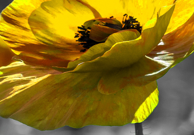 Large canvas print Yellow Poppies II [Large Format] 132376 additionalImage 5