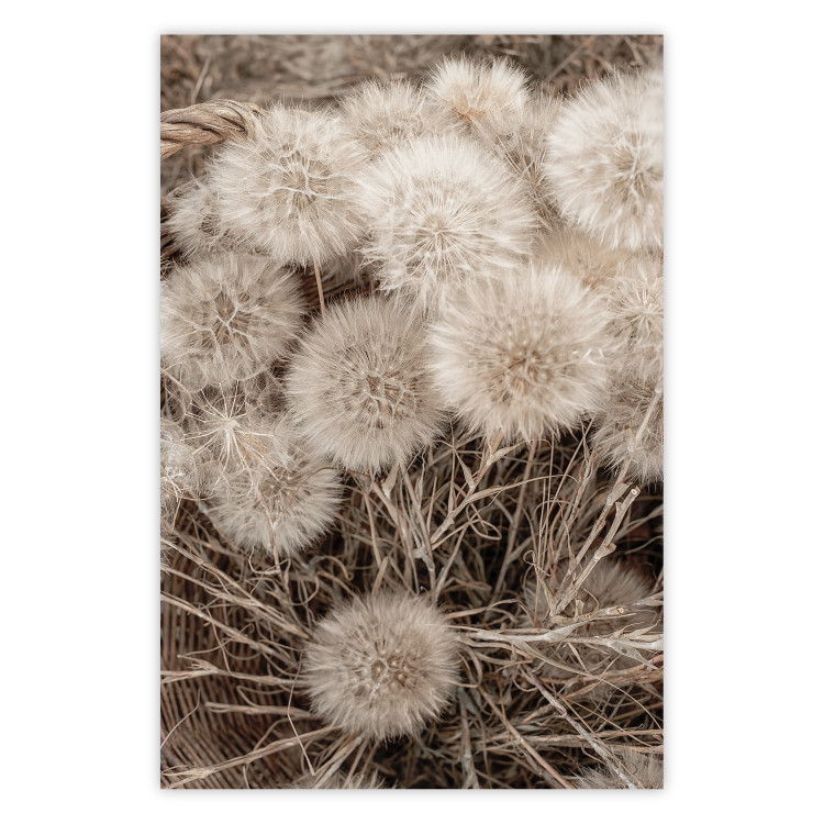 Wall Poster Gentle Cluster - composition with fluffy dandelions in sepia tone 137276