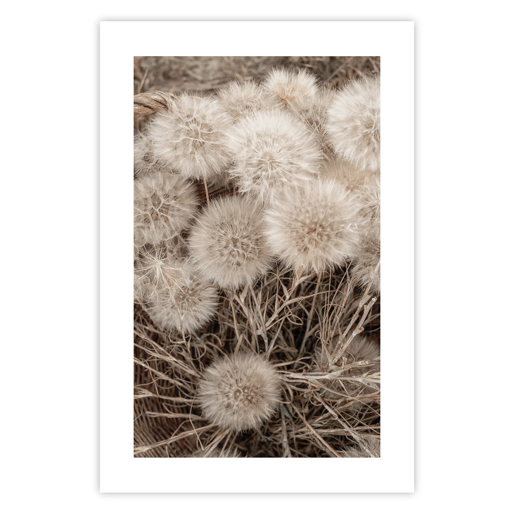 Wall Poster Gentle Cluster - composition with fluffy dandelions in sepia tone 137276 additionalImage 12