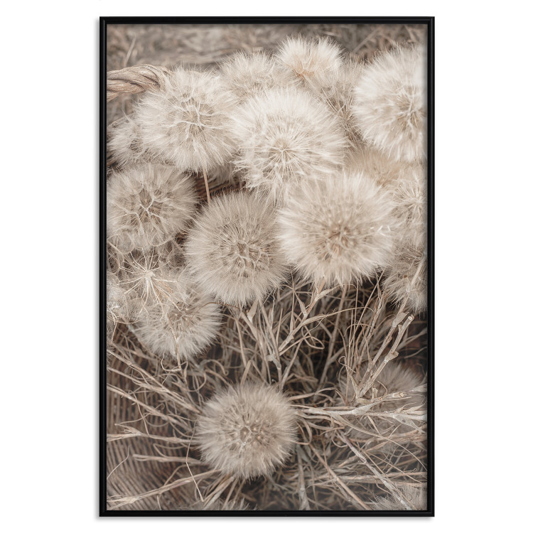 Wall Poster Gentle Cluster - composition with fluffy dandelions in sepia tone 137276 additionalImage 13