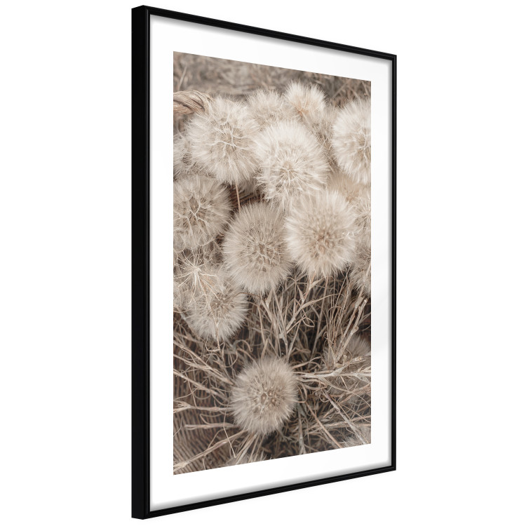 Wall Poster Gentle Cluster - composition with fluffy dandelions in sepia tone 137276 additionalImage 5