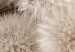 Wall Poster Gentle Cluster - composition with fluffy dandelions in sepia tone 137276 additionalThumb 19