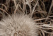 Wall Poster Gentle Cluster - composition with fluffy dandelions in sepia tone 137276 additionalThumb 8