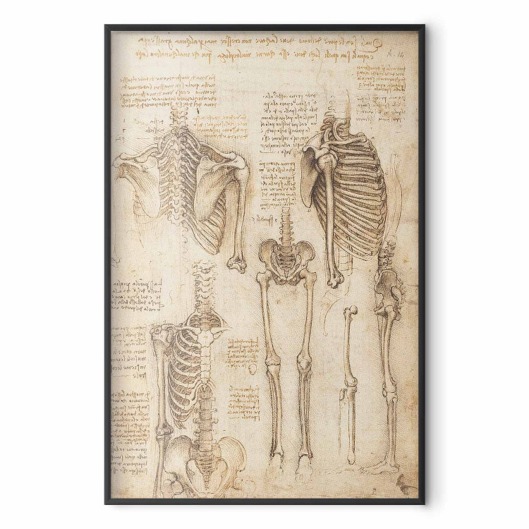 Poster Skeletal Studies 159976 additionalImage 4